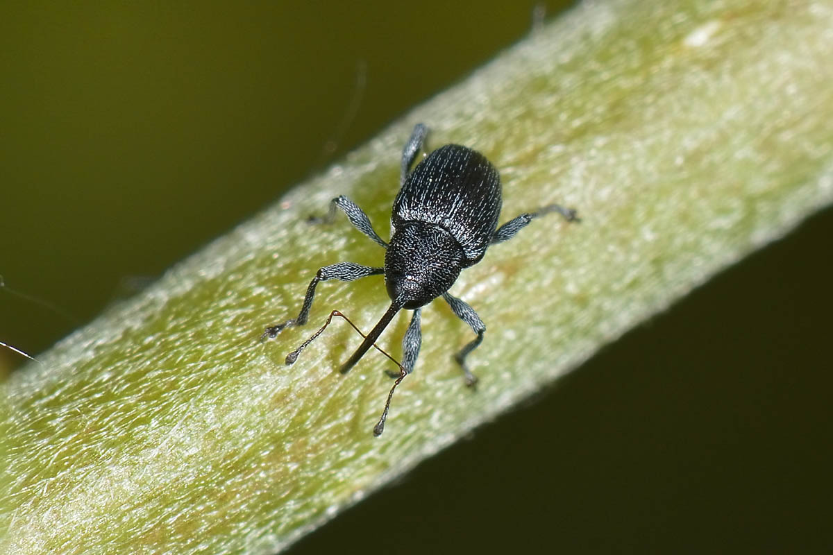 Coppia di Curculio da id. - Archarius salicivorus